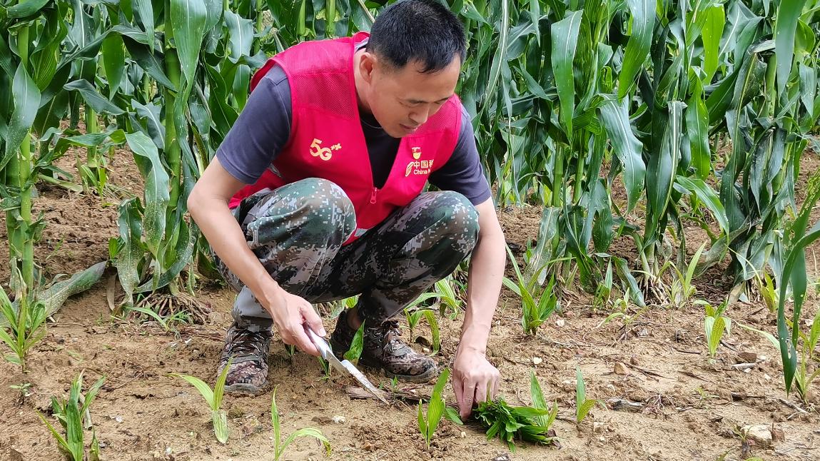 春耕帮扶到田间 央企担当践于行