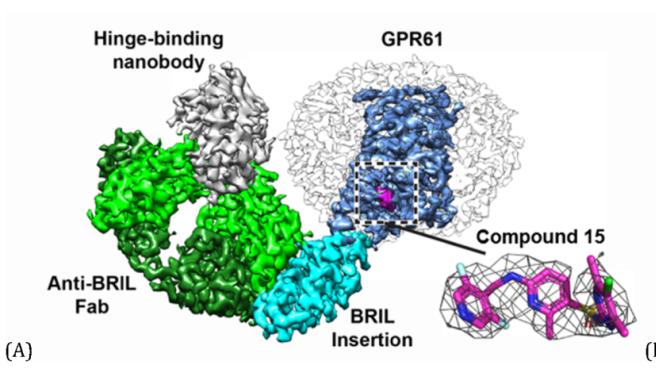 全新机制！辉瑞团队发现GPR61 全新别构反向激动剂