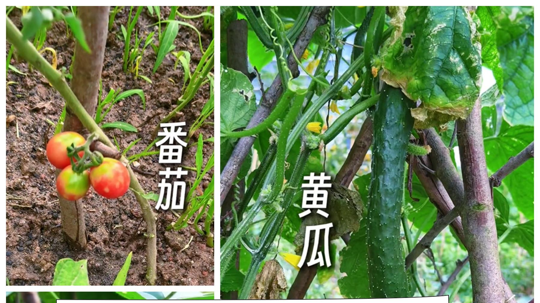 入职还能分地，OPPO这又是什么新赛道？