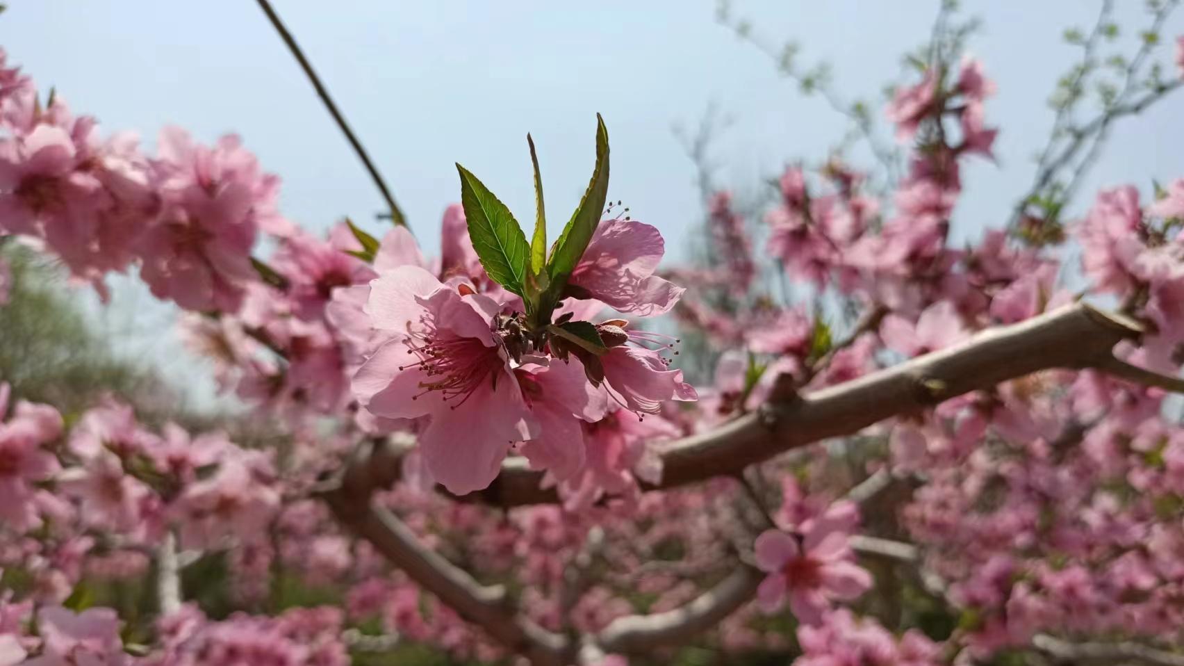 农村“最有人情味”？你参加几次农村红白喜事就知道了，人情有价