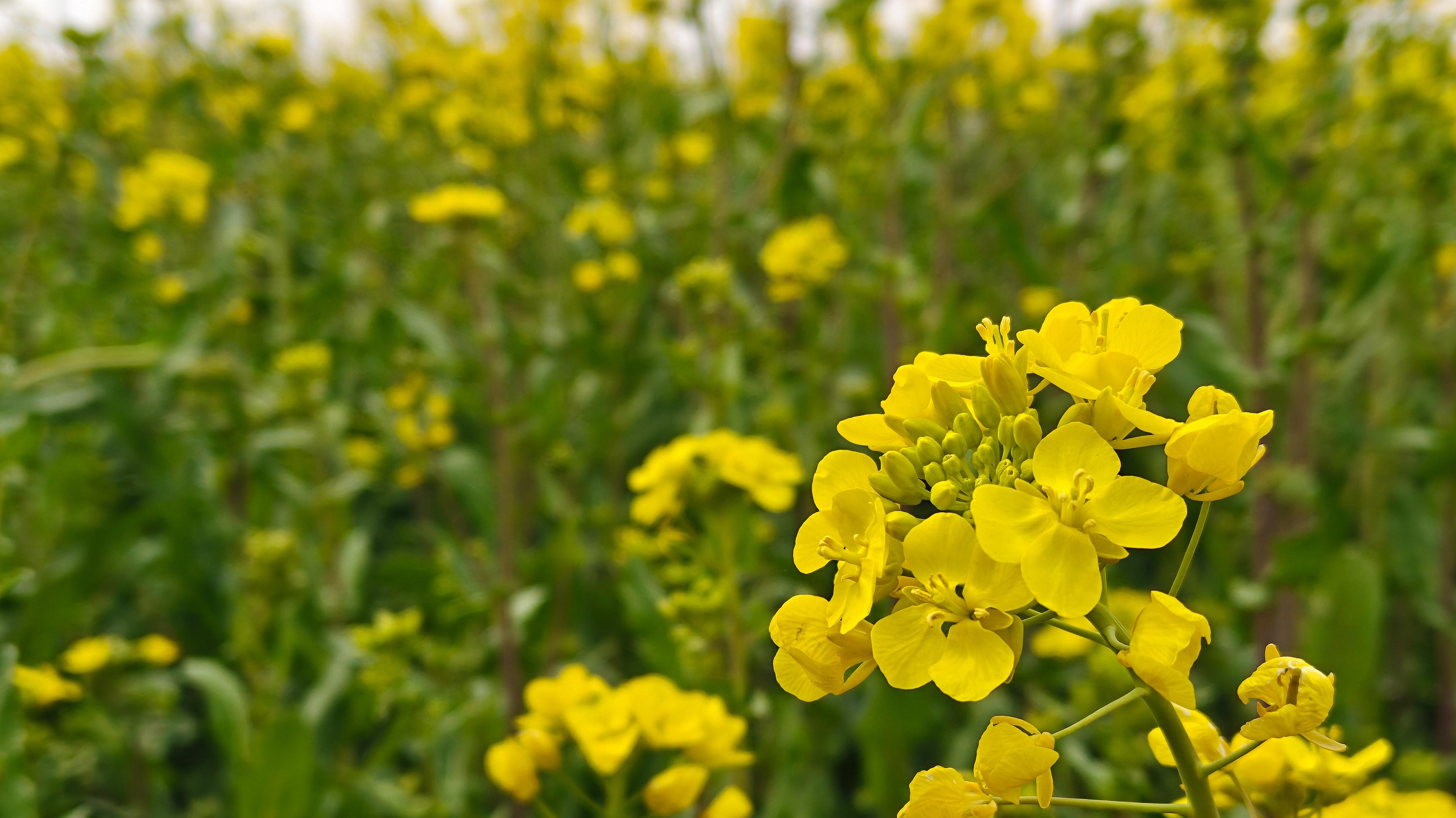 春风拂沃野 油菜花海扮靓盐湖区三路里镇