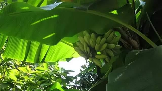 故乡的芭蕉又绿了