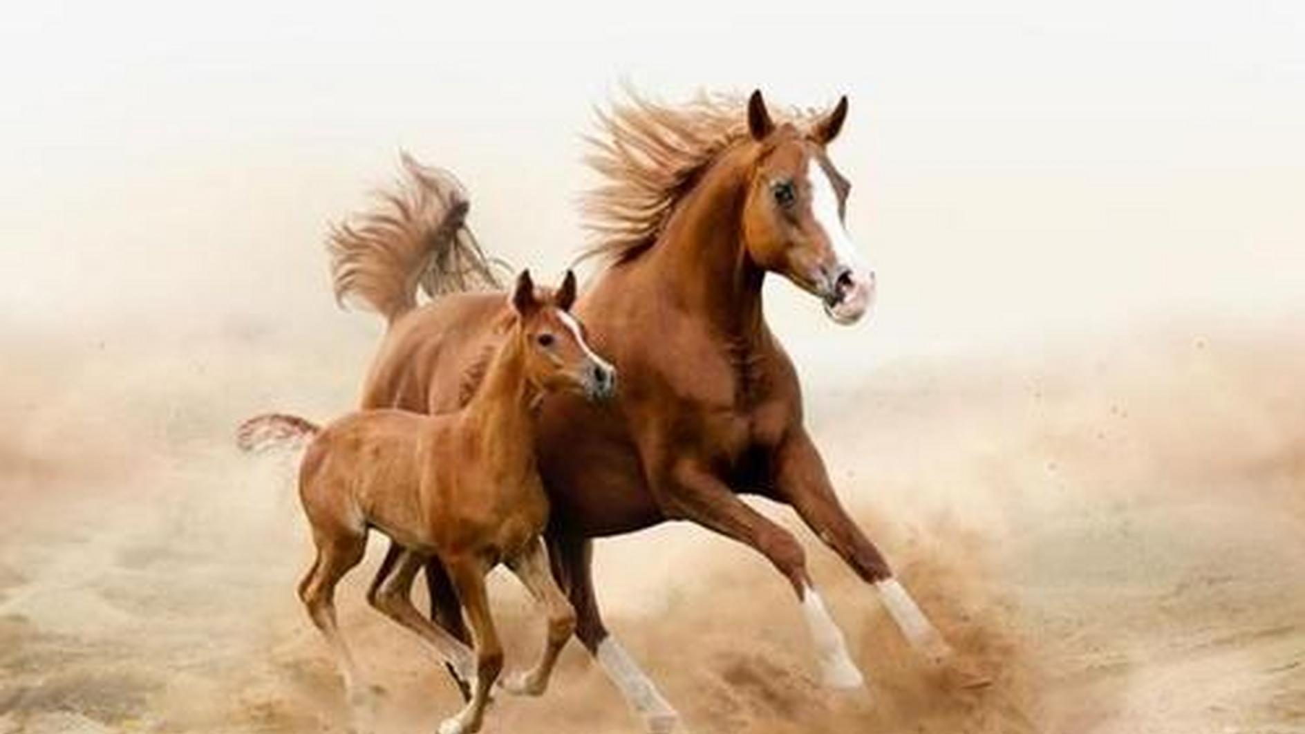 善韵缘|心态超级好，从不在意挫折的三大生肖，天生就是人生赢家！