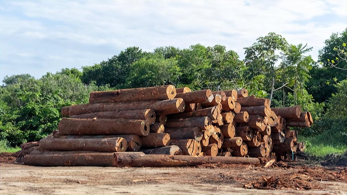 巴西木材价格全面上涨，涨幅最高逾36%！