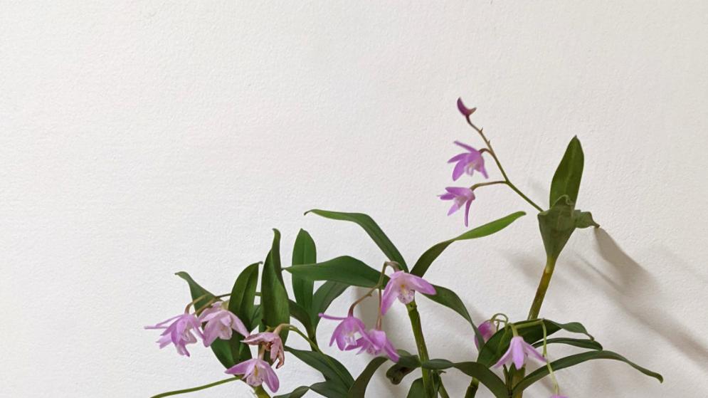 澳洲石斛开花太旺盛了，可为啥夏季容易挂？