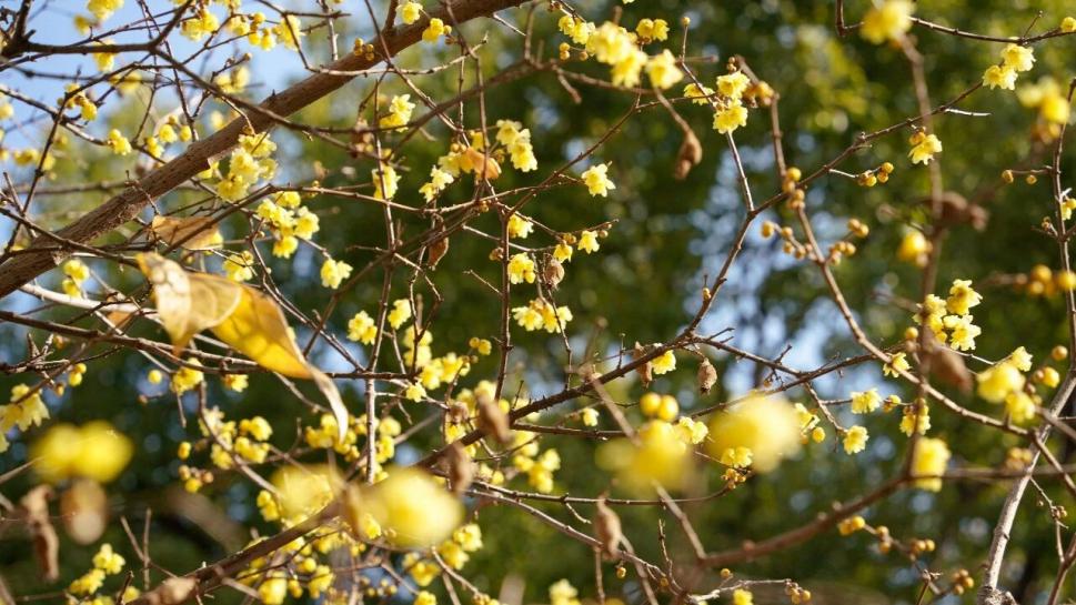 奉贤170岁古蜡梅迎盛花期，速来打卡！