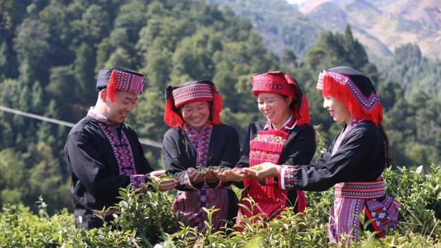 生态科技双轮驱动——苍梧六堡茶综合产值突破130亿元