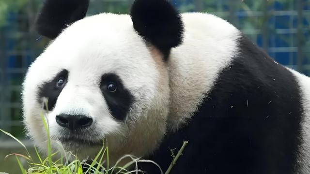 从“整活熊”到旅游大使，灵岩：一只靠甩臀舞火出圈的大熊猫！