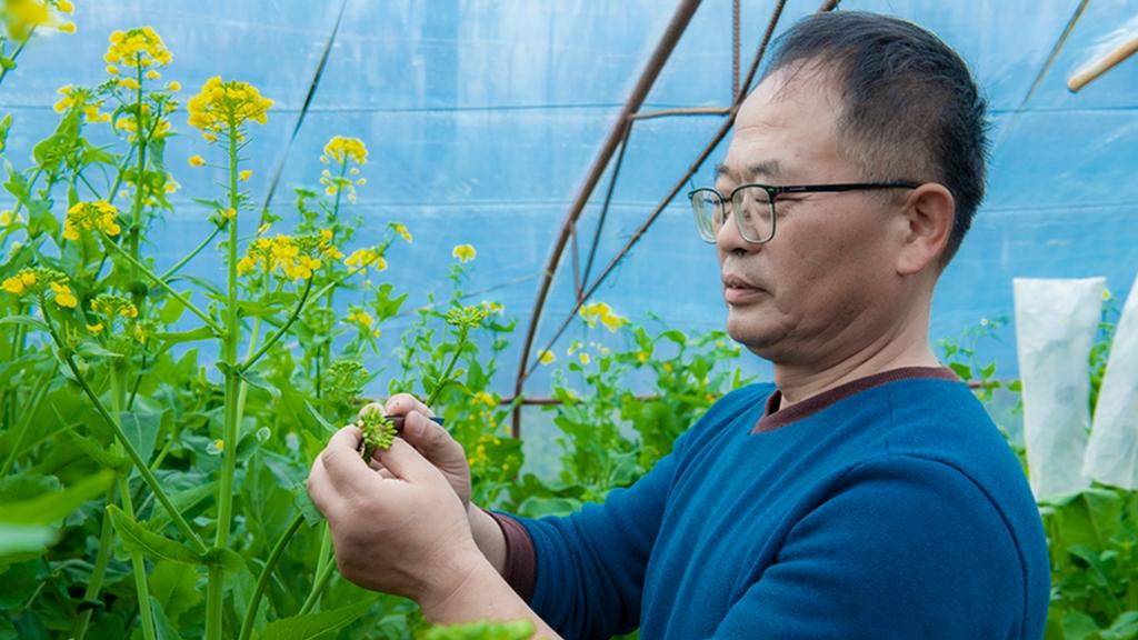 深耕农艺守初心 科技创新助兴农——记刘建毅的农业科技之路