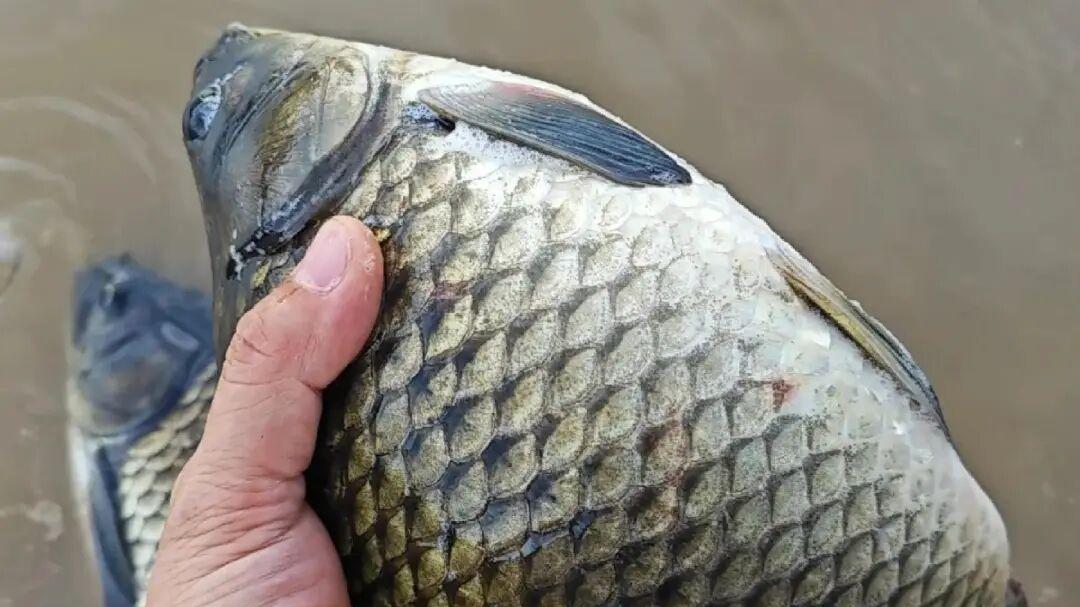 放生=积德？别傻了！钓鱼佬放生不懂这三条，可能是在“杀生”！