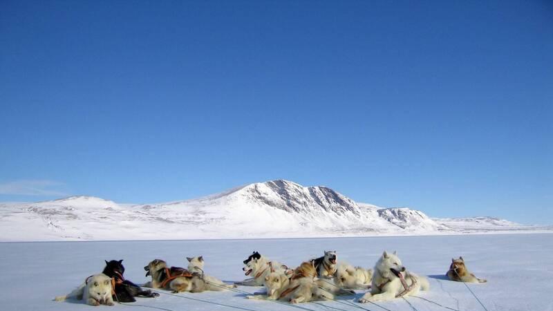 特朗普别小看！二战立下赫赫战功的丹麦精锐“雪橇汪汪队”守护格陵兰