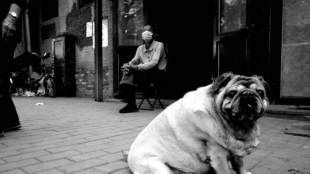 猫狗纪事：难舍的别离  无奈的决定（下）