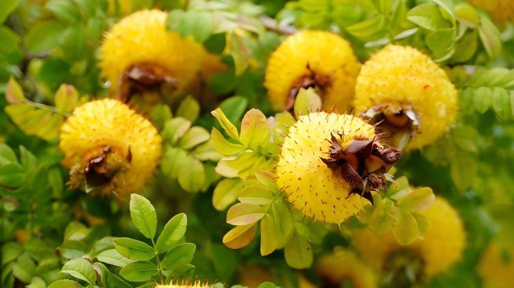 贵州刺梨汁: 从山野珍果到国民饮品的逆袭之路