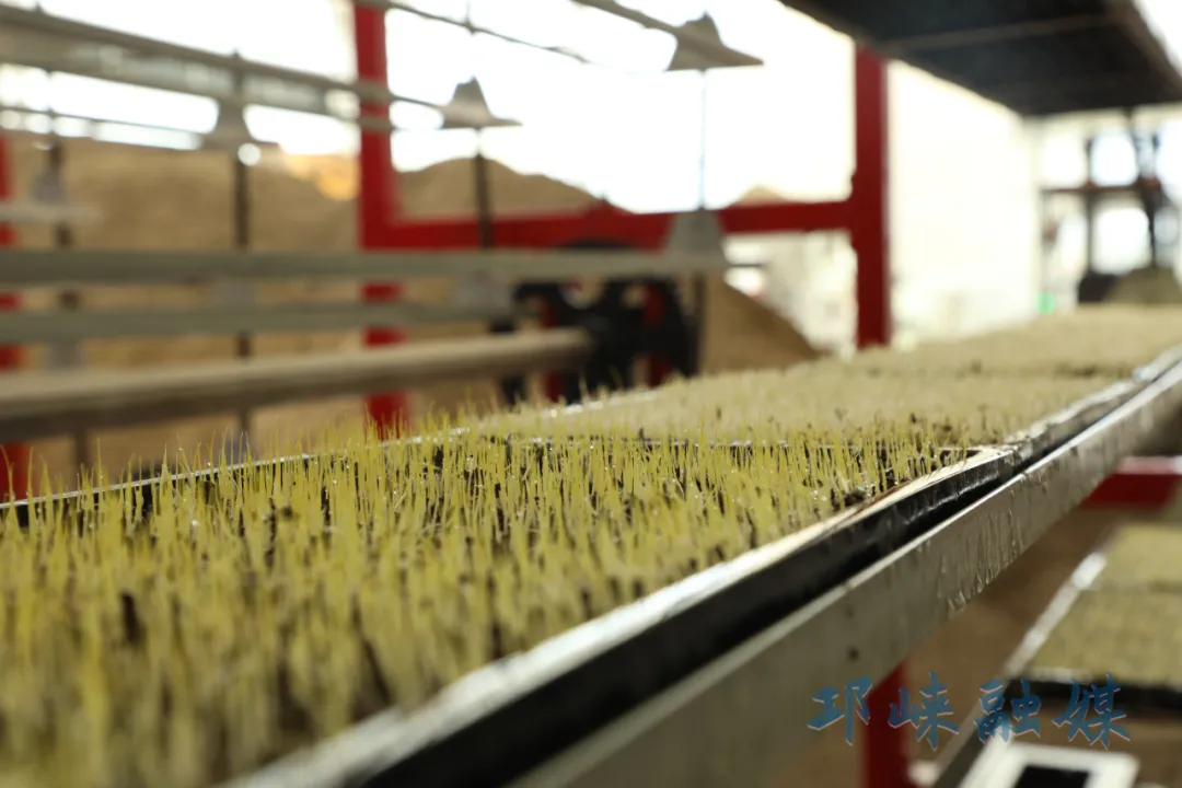 邛崃智慧工厂全程自动化育苗，为春耕“提速赋能”