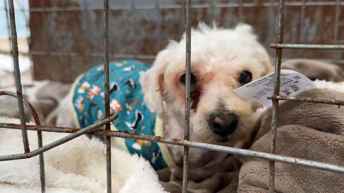 本是一只乖巧温顺的宠物狗，被主人抛弃后，到处颠沛流离惨遭驱赶