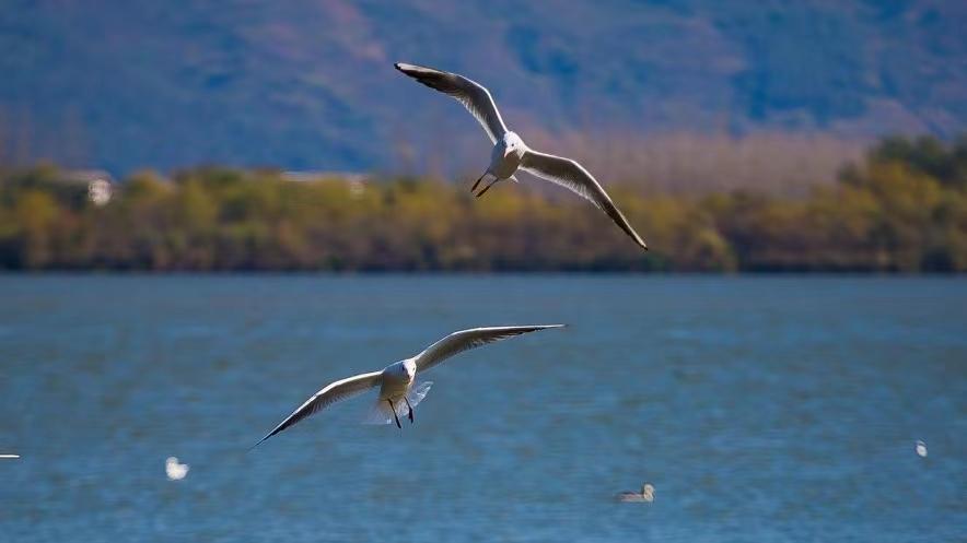 2026年每日通盛及生肖运势1月23日