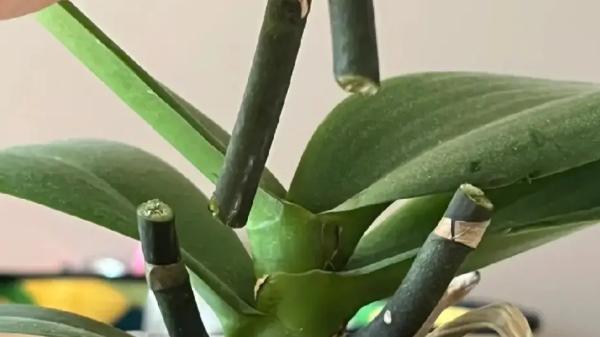 蝴蝶兰开败了千万别扔！学会这3步，快速复花开成“花瀑布”！