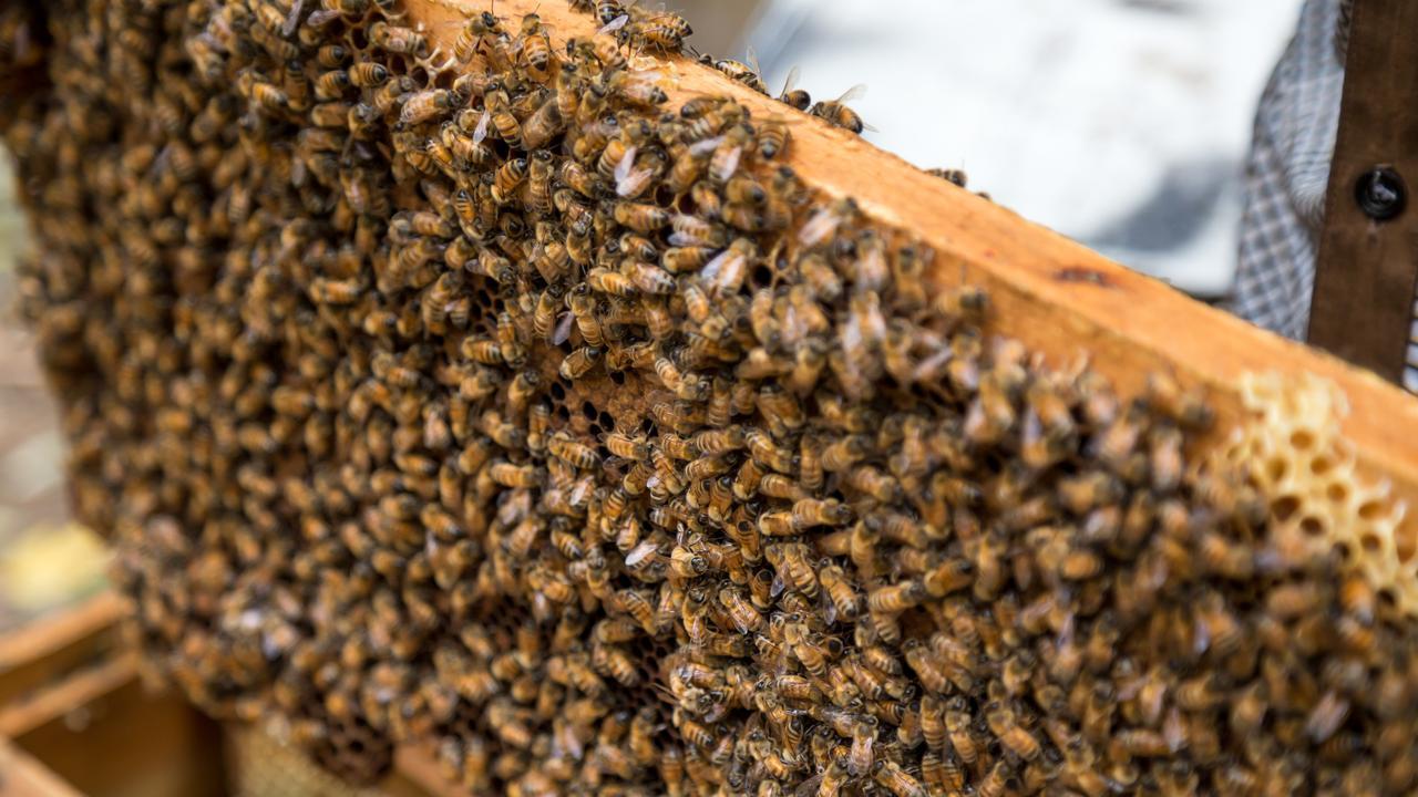 取蜜"断粮危机"：储蜜一扫光，新蜂弱、蜂王停，补喂急救定全年！