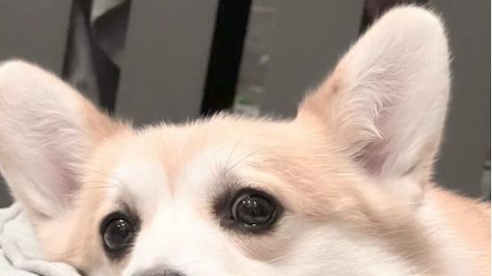 狗罐头哪款好？营养不输干粮，这几款罐头值得入