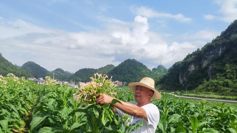 湖北咸丰：精细田管正当时 科技赋能“绿浪”涌