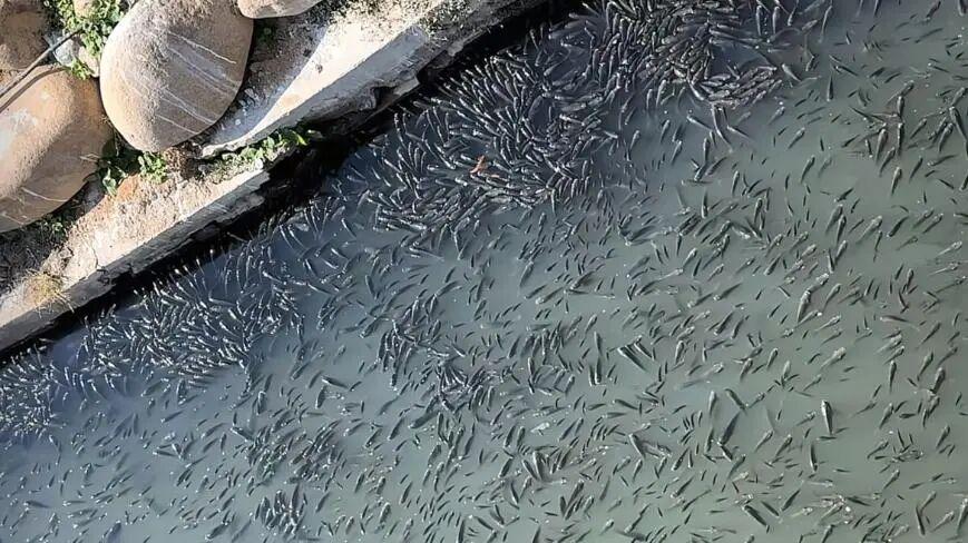 触目惊心！浙江河道惊现数万罗非鱼扎堆晒背，入侵鱼种正在北上？0度低温下，温州河道罗非鱼黑压压一片