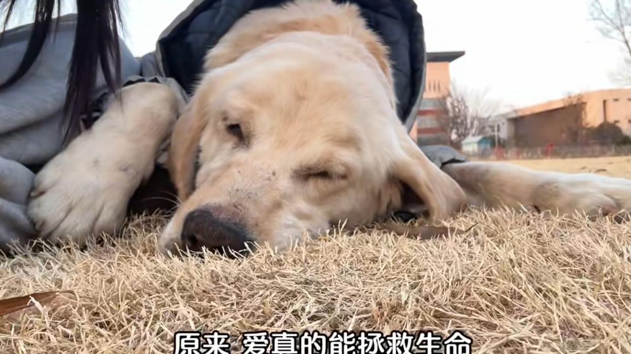 拉布拉多犬因患肿瘤 被主人嫌弃 拴在羊圈看门 发挥最后一点余热