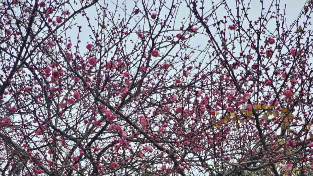 梅香四溢，踏雪纷来