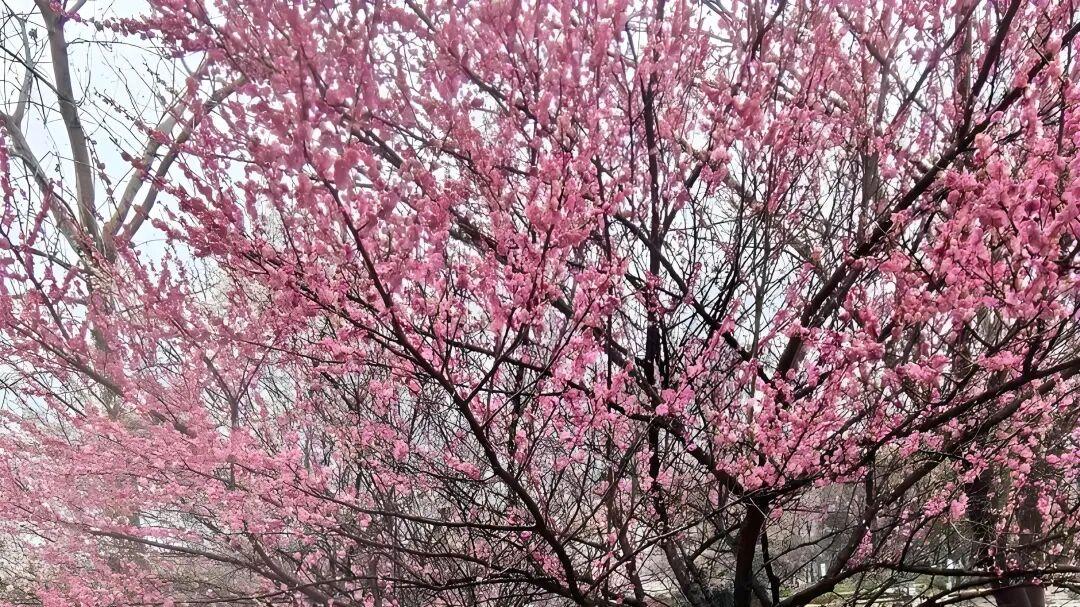 七律·桃花落香尘