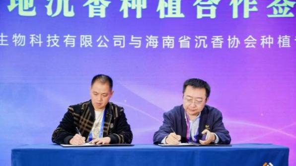 从“一片万钱”到“万亩飘香”：刘之强的沉香革命与未竟之路