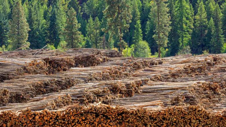 5亿砸向林业！加拿大政府力推转型，哪些领域将受益？