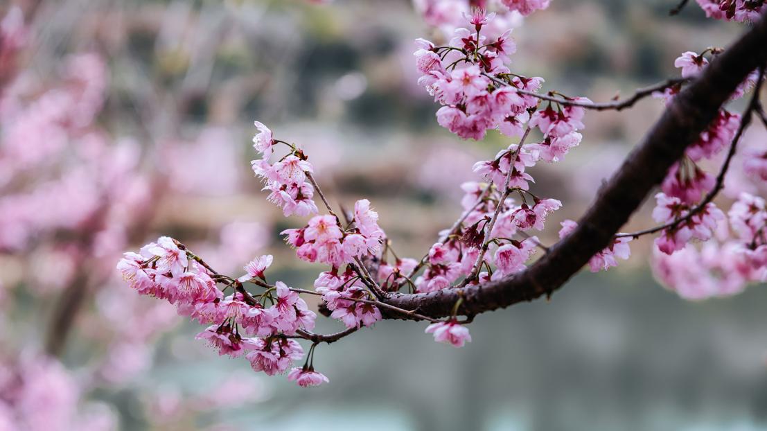 数字乡村业界动态广西平乐县数智赋能小柿子变身“黄金果”