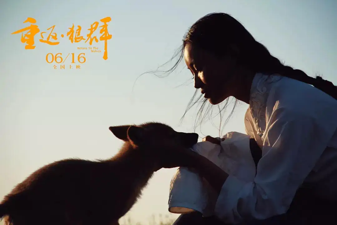 《重返狼群》双向救赎：狼与人的自由成全