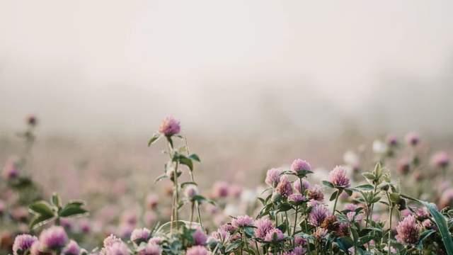 大寒花信风：岁末的芬芳约定