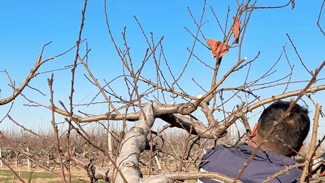 春剪绘新景 林果助振兴