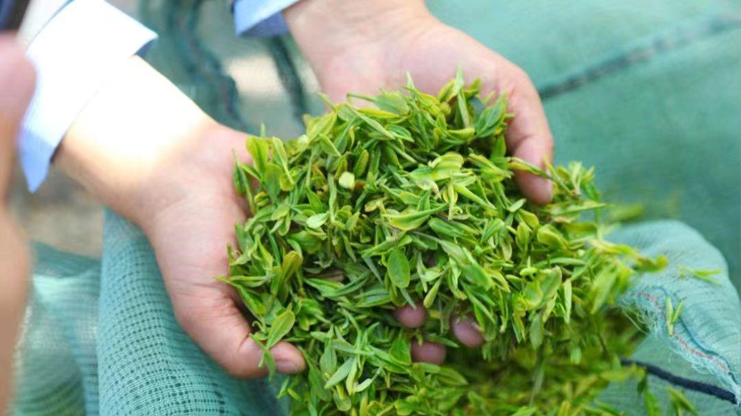 从南茶北移到富硒匠心：沂蒙雪溪茶，半世纪坚守成就健康好茶