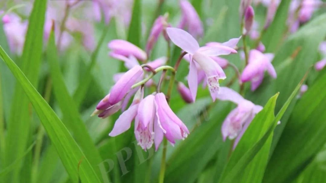 创伤修复大师——白及