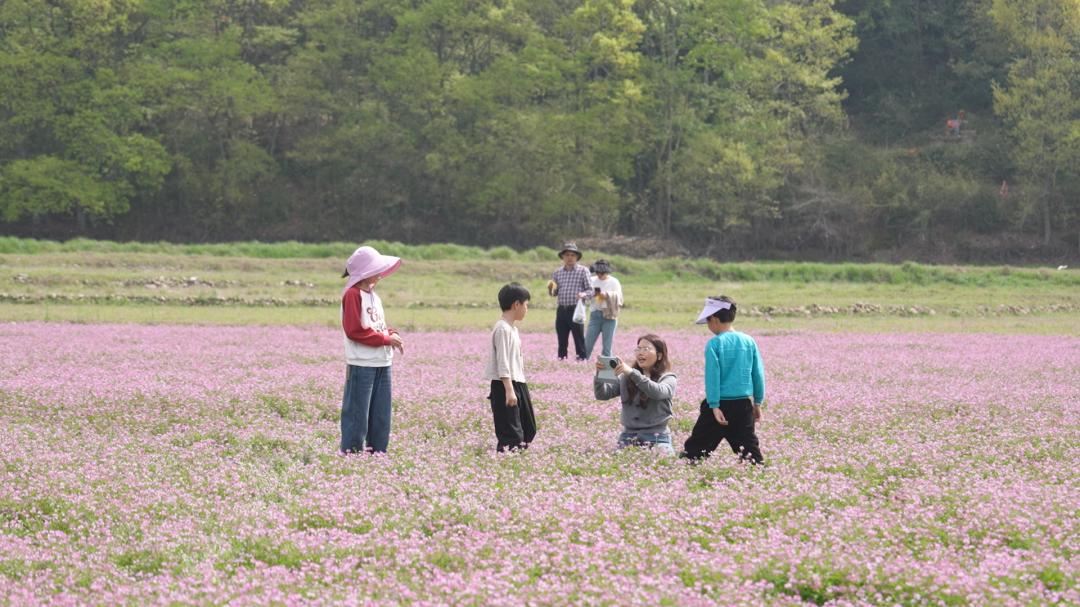 春游江淮丨在安庆的紫云英花海，把幸福开满春天