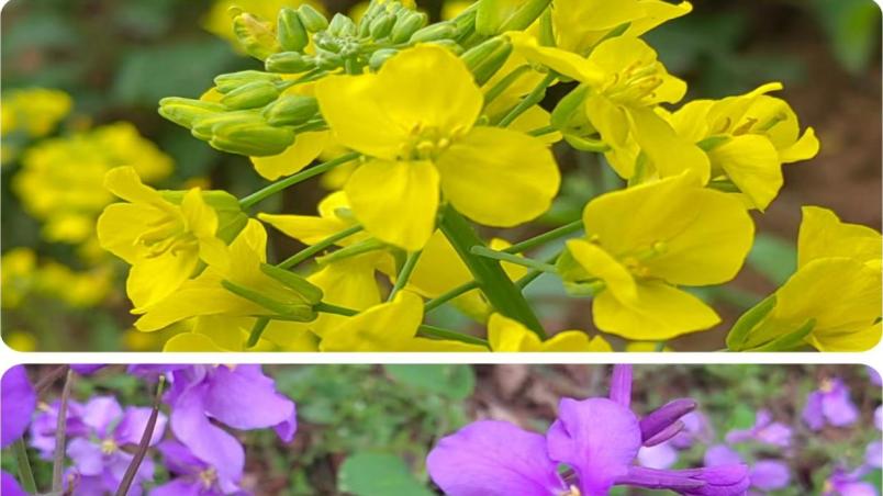 春游江淮丨安徽太湖：天光村里绽放的春天