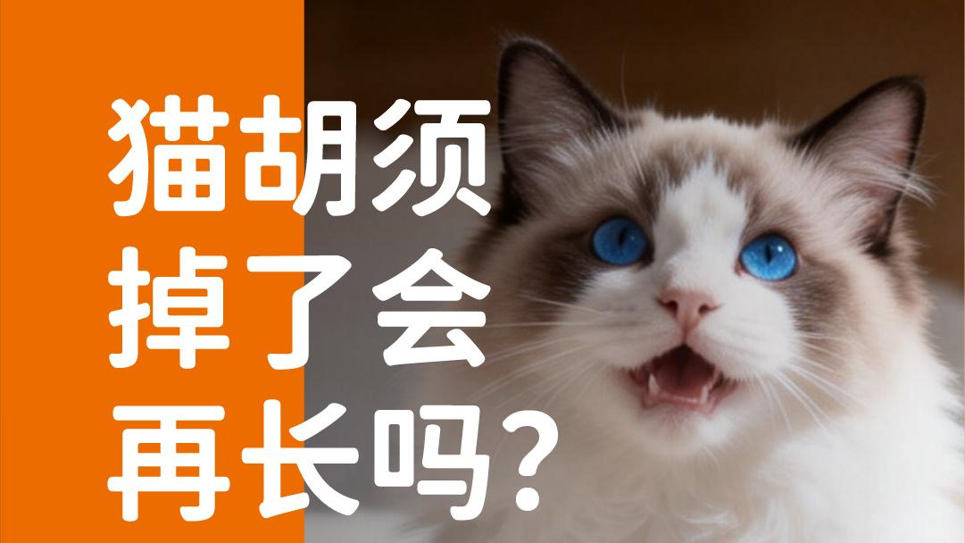 象乡宠物食品 | 猫胡须掉了会再长吗？