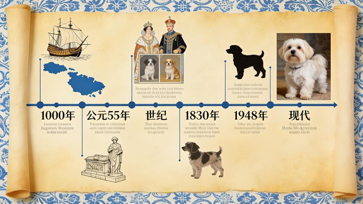 马尔济斯犬全解析：千年贵族的萌系传承
