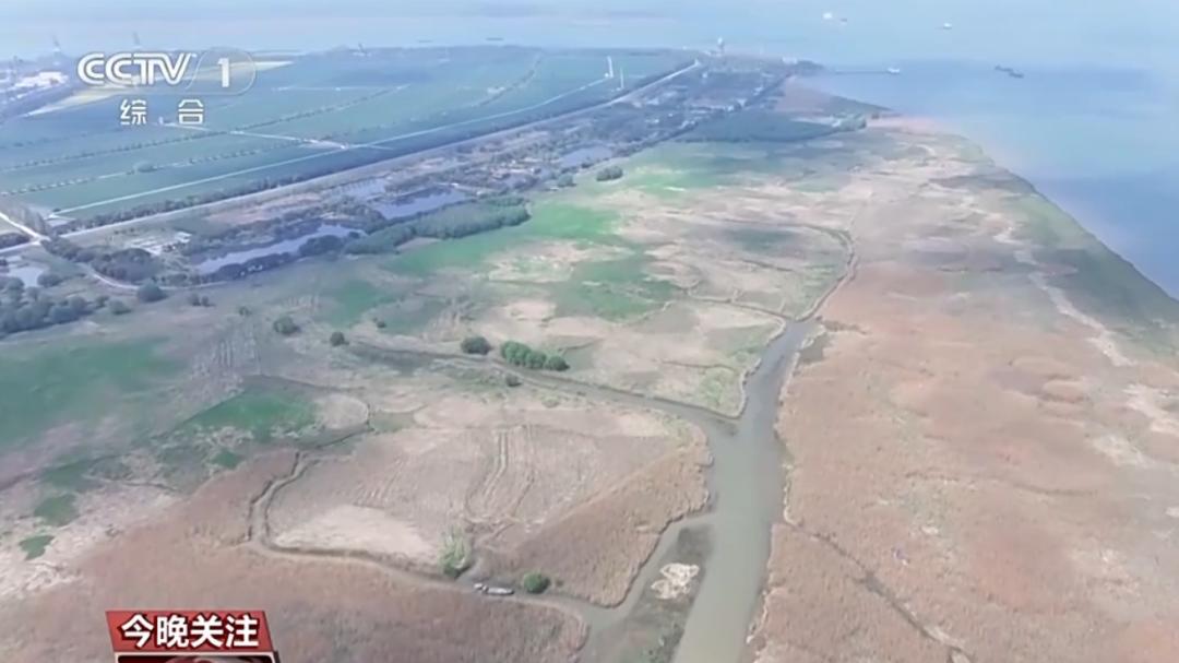 禁渔才5年，鱼就“多到炸”？时隔20年，重庆发现金鳅自然产卵 江豚变多，消失20多年的“金鳅”也回来