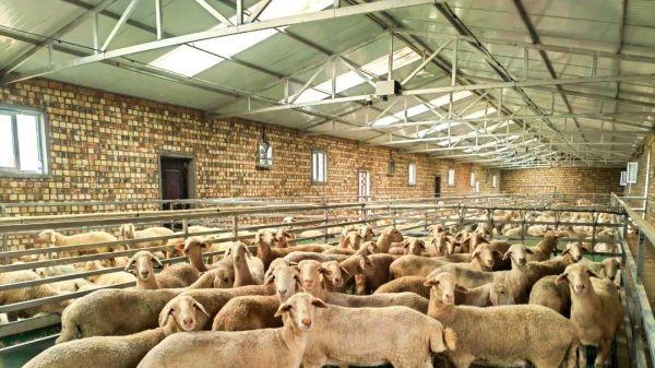 节本增效成牛羊养殖主旋律：政策红利释放，科技赋能产业新生态