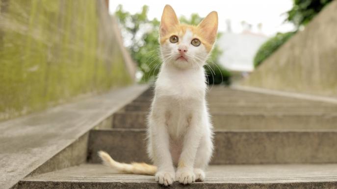 求推荐好的主食猫罐头？希喂猫罐头对比宽福、wanpy，哪个比较好