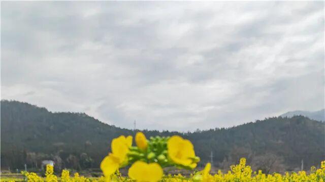 踏春吟（诗3首）| 陈国清