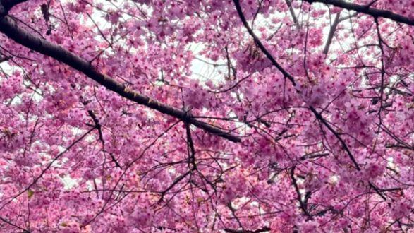 东湖樱园上新！百种樱花绽放，水陆串联一城春色