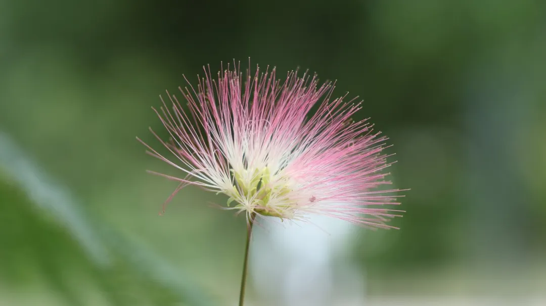 一个让人快速入睡的中成药，堪比艾司唑仑，让人睡得香、酣然入梦