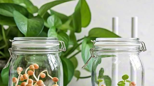 WiFi信号能杀死植物？30天对照实验曝光