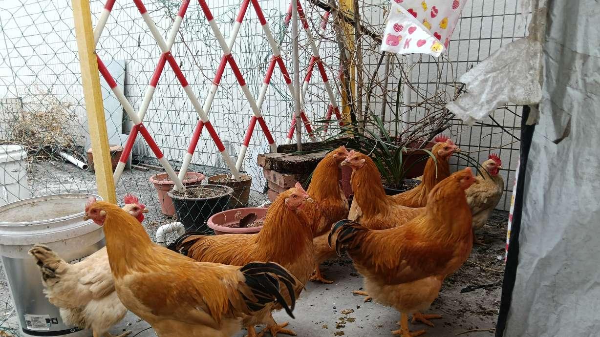 我用中药治好一只中风的熟鸡