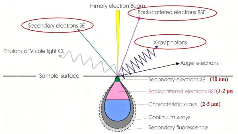 SEM 成像与成分分析全解析：二次电子 (SE)、背散射电子 (BSE) 及 EDS 技术详解