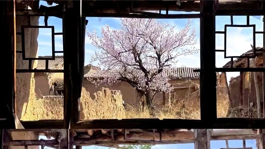 树木笔话：一年四季春夏秋冬轮回更迭